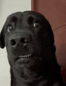 Shocked dog plushie -- meme series (without white edge)